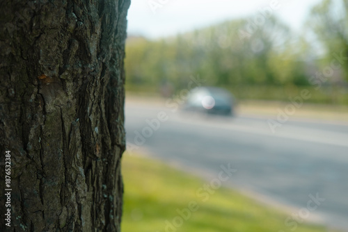 Texture of tree trunk in the forest Close up of texture of an old oak tree bark. car background