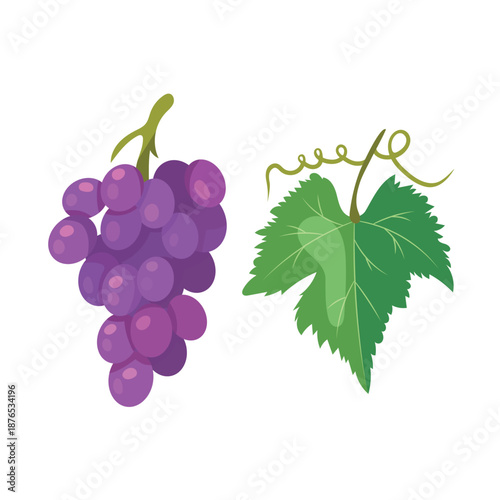 Purple grapes branch. Flat vector clipart, illustration with isolated background.
