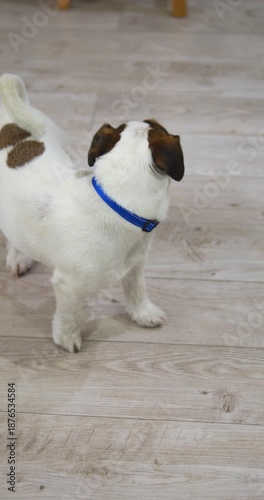 The dog looks and barks. The Jack Russell wants to play.