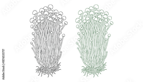 Enokitake mushroom set vector isolated on transparent background edible fungus