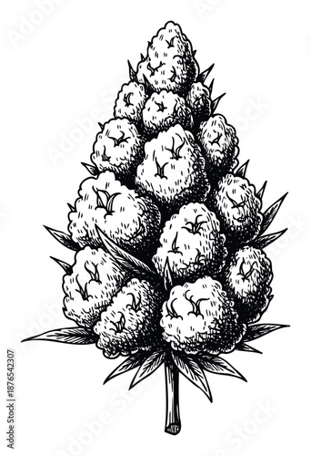 Hand drawn natural plant cone featuring detailed organic texture and small leaves perfect for herbal product labels packaging or nature inspired graphic design projects