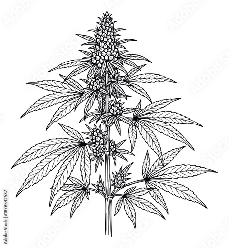 Line drawing of a cannabis plant with detailed leaves and flowering buds, ideal for botanical illustrations, educational materials, and natural health product packaging.