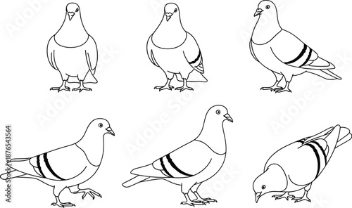 Pigeon line drawing, bird silhouette, black vector, standing pose, side view, pecking motion, feather detail, nature, illustration, designPigeon line drawing, bird silhouette, black vector