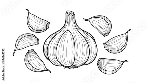 Illustration of a garlic bulb with cloves on transparent background