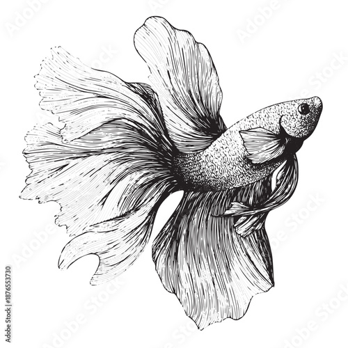 Hand-drawn engraving of a Siamese fighting fish with flowing fins.