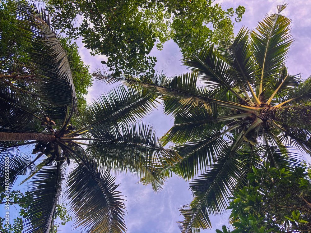 Fototapeta premium Two coconut trees, shot from a low angle against a clear sky, represent the balance of nature and the availability of resources for humanity.