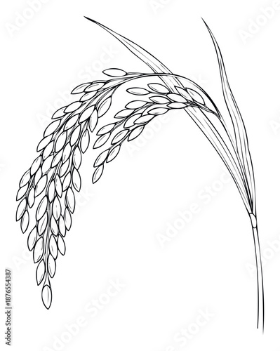 Detailed black and white outline drawing of a rice plant stalk with ripe grains ready for harvest, perfect for agricultural industry branding, culinary product packaging, or educational