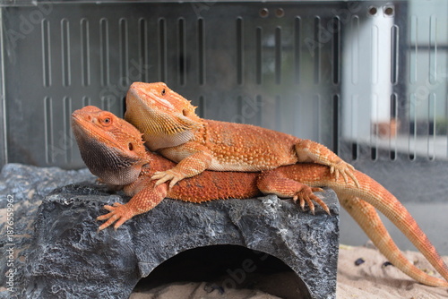 Φωτογραφία Bearded dragons couple resting together on rock in terrarium.