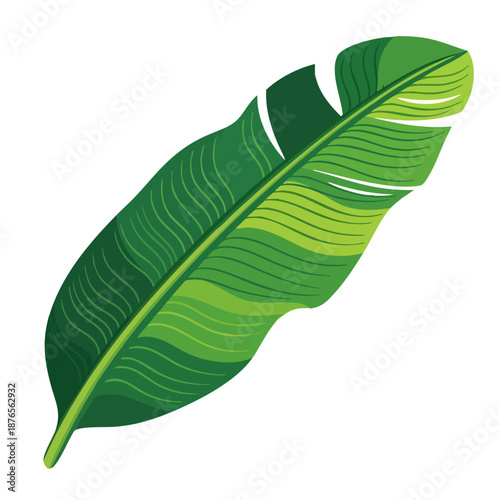 Vibrant Green Banana Leaf Illustration with Detailed Veins and Tropical Appeal.