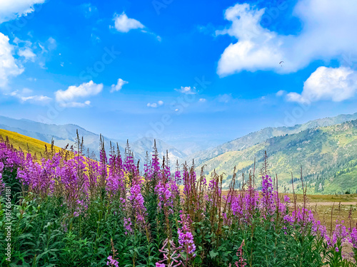 Vibrant Purple Flowers in a Scenic Mountain Landscape with Clear Blue Sky Bishkek, Kyrgyzstan