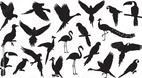 Diverse collection of exotic bird silhouettes including parrots peacocks and toucans vector illustration