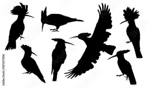 Eurasian hoopoe silhouette set. Upupa epops. Wild bird of Europe, Asia, and Africa. Realistic vector animal.