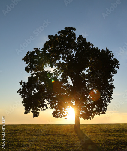 Foto Majestic large tree with expansive green foliage standing in a sunlit meadow at