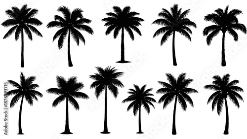 Palm Tree Silhouettes Collection