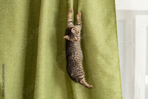 Cute gray tabby kitten hanging  and climbing on a green fabric curtain