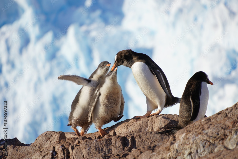 Fototapeta premium Gentoo penguin with offspring in Antarctica