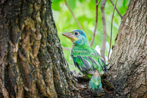Billede på lærred A curious Taiwan Barbet fledgling perching on a tree branch and looking up