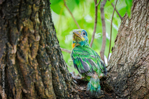 Фотография A curious Taiwan Barbet fledgling perching on a tree branch and looking up