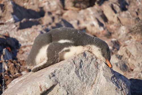 Exhausted gentoo penguin chick resting on a rock in Antarctica