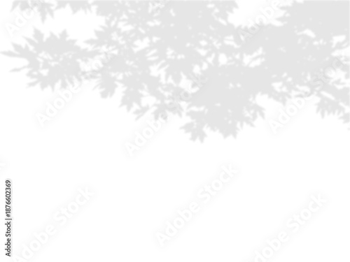 Tree branches leaf shadow overlaying transparent background