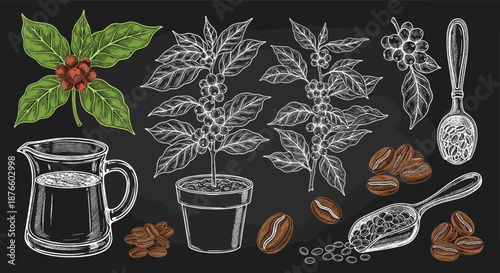 Chalkboard style illustrations of coffee plants, roasted beans, a pitcher, and brewing tools for coffee shop menu decoration and design.