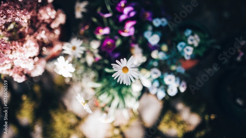 Close-up of vibrant garden flowers and plants in natural sunlight. gardening catalogs, home-decor guides, designed for gardening and botanical catalogs and home decor and floral branding.