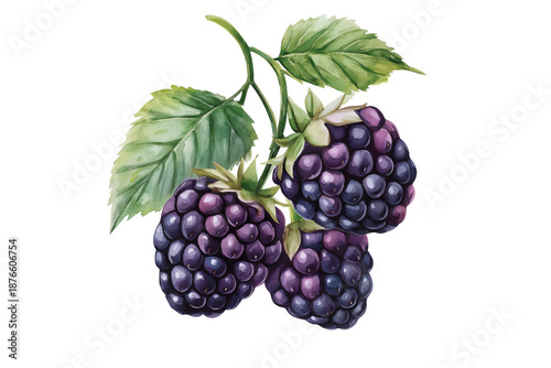 Dark Ripe Fresh Blackberry Watercolor Illustration Isolated on Transparent Background Hand Painted Fruit Art