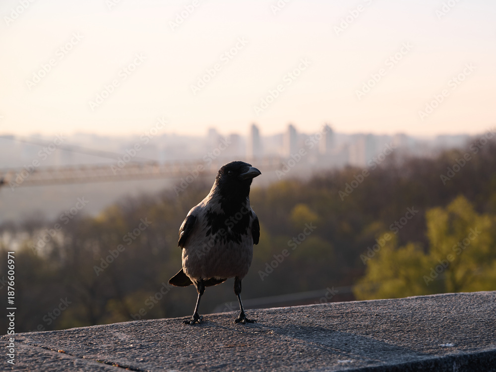 Fototapeta premium Silhouette of a gray crow on a concrete parapet against the background of a blurred cityscape at dawn. Kyiv, Ukraine.