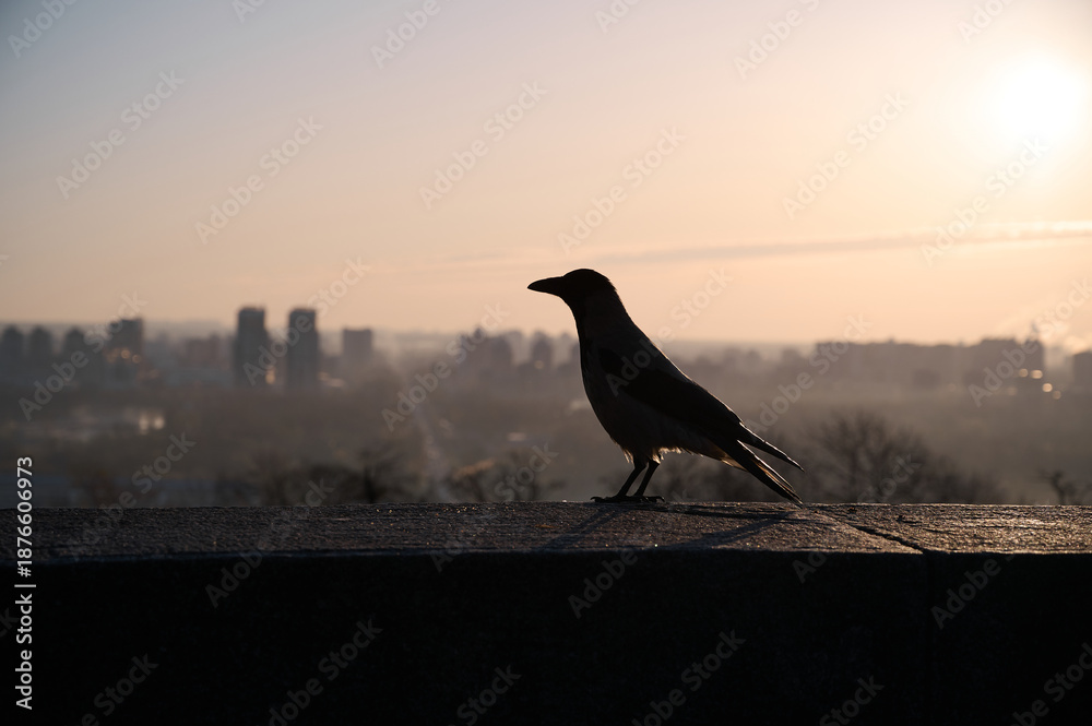 Fototapeta premium Silhouette of a gray crow on a concrete parapet against the background of a blurred cityscape at dawn. Kyiv, Ukraine.