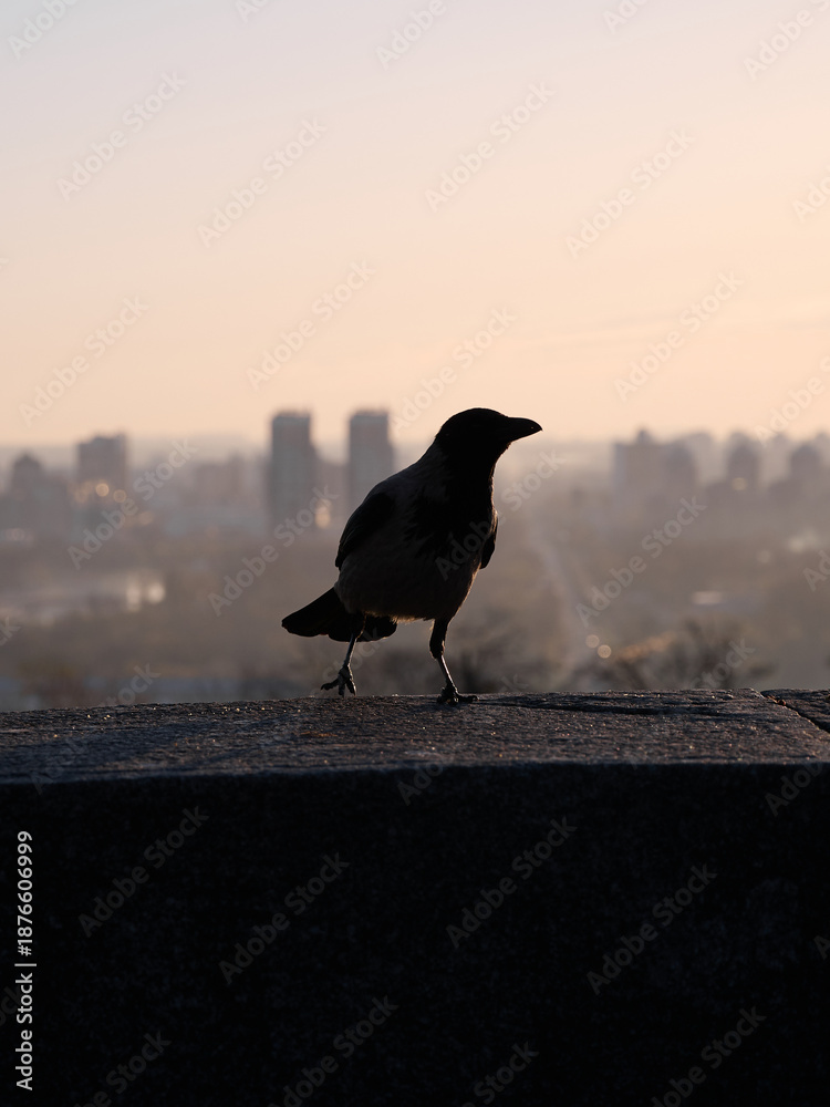 Fototapeta premium Silhouette of a gray crow on a concrete parapet against the background of a blurred cityscape at dawn. Kyiv, Ukraine.
