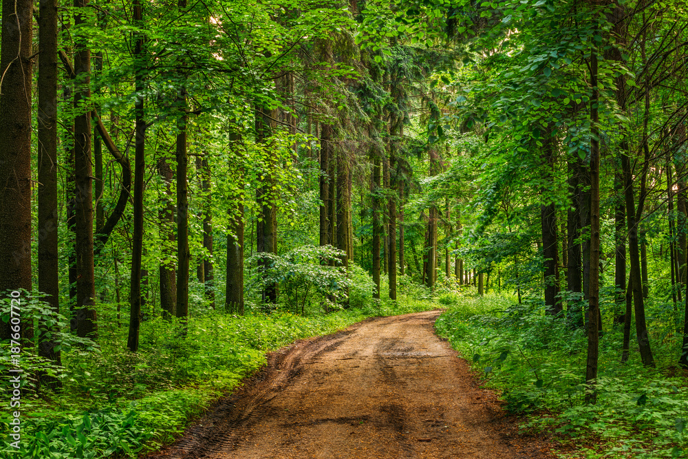 Obraz premium Empty Lane, Path, Way in summer forest