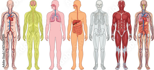 Human anatomy illustration showing complete body systems including organs, muscles, skeleton, nerves, and circulation for medical education purposes