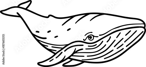 humpback whale illustration large marine mammal with distinctive pectoral fins and baleen plates
