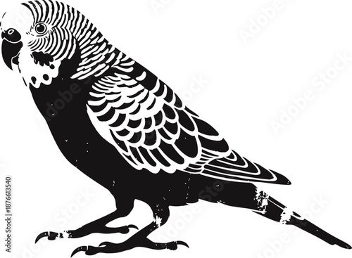 Black and white budgerigar illustration parrot bird detailed silhouette with textured feathers