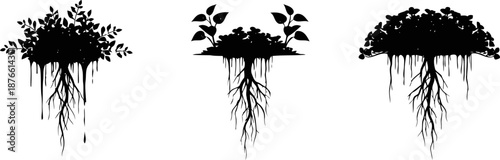 Three silhouettes of plants with extensive root systems in black on white background