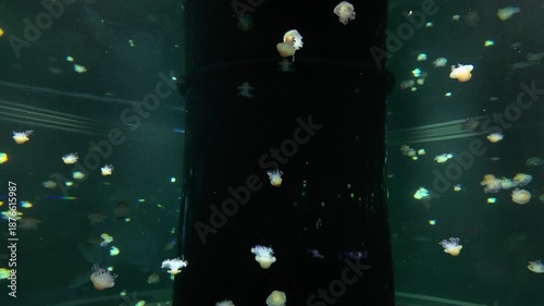 The Fried Egg Sea Jelly (Cotylorhiza tuberculata) is displayed gracefully in a large aquarium tank at the Singapore Oceanarium. 
