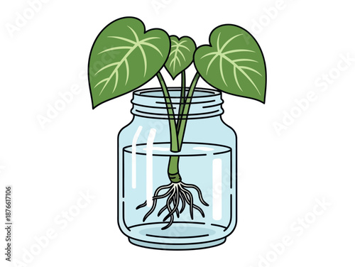 A vibrant green plant propagation displaying established roots within a clear glass jar filled with water, ideal for educational materials, gardening blogs, or home decor product listings.