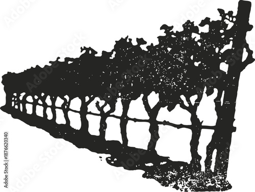 black silhouette of a grapevine trellis row with dense foliage and wooden support structure