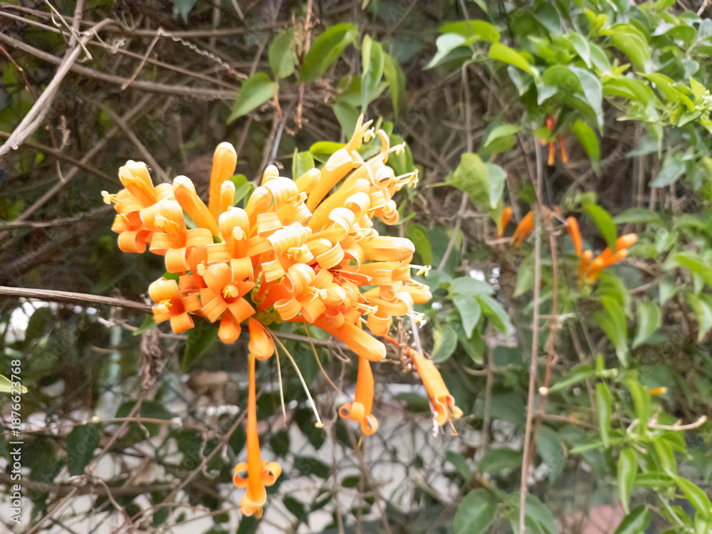 Fototapeta premium Pyrostegia venusta cluster on vine, vibrant blooms. Tangerine trumpet blossoms hanging on garden creeper. Bright tubular florets for landscaping banner backdrop.