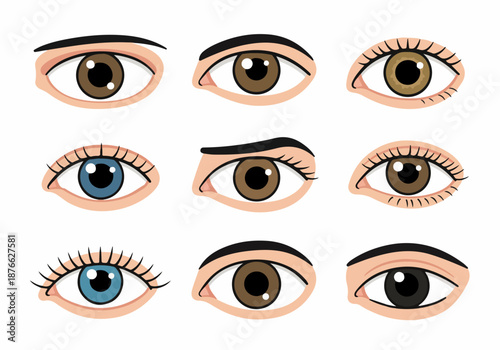 Collection of diverse cartoon human eyes with various colors, lash styles, and eyebrow shapes, illustrating different expressions and appearances.