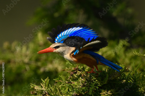 Photography Grey-headed kingfisher taking off from leafy thornbush
