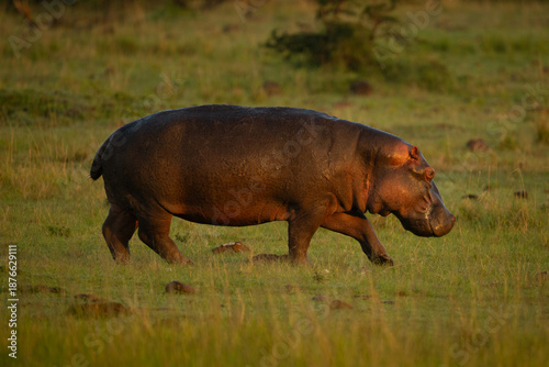 Hippo walks across grass plain lifting foreleg