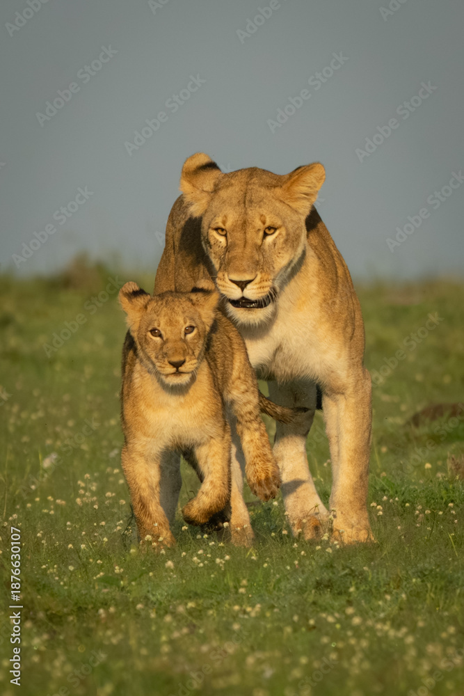 Fototapeta premium Lioness chasing cub over grass toward camera