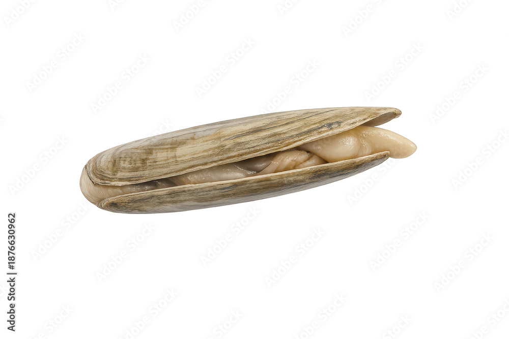 Fototapeta premium Razor clam with open shell against transparent background studio shot.
