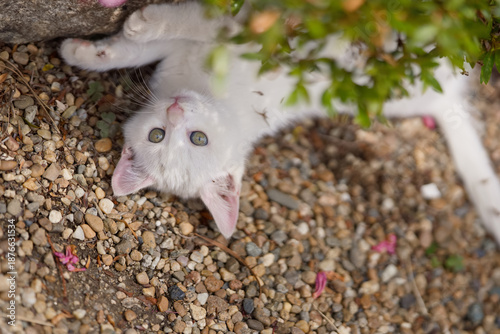 5月、すくすく育つ白い仔猫