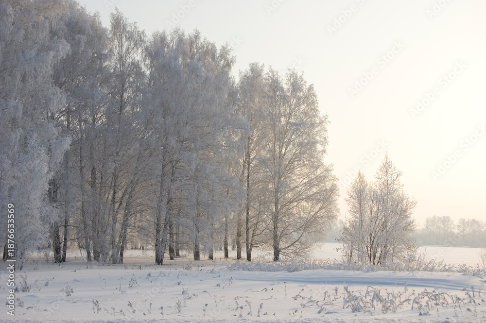 Fototapeta premium Birch Forest Covered in Snow and Frost