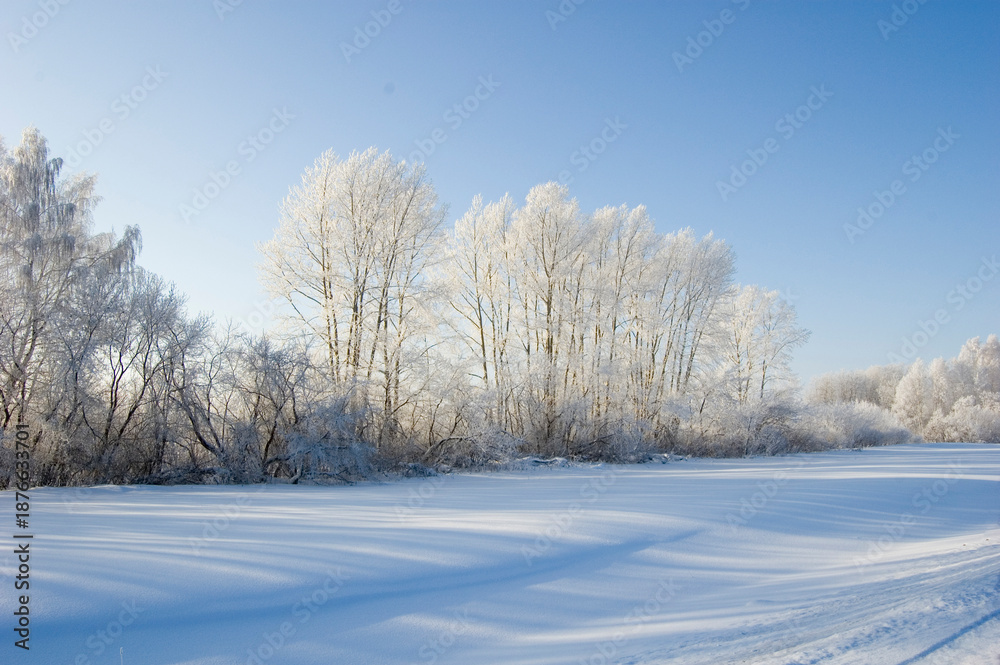 Obraz premium Sun Shining Through Winter Trees. Winter landscape.