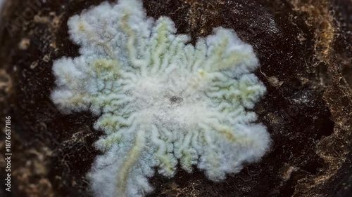 Extreme Macro Shot of White Mold or Mycelium Growth on a Dark Organic Surface Representing Biological Decomposition and Contamination