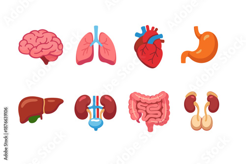 Collection of stylized human internal organs for medical illustration
