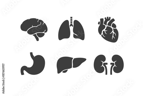 Set of stylized human internal organ icons for medical and health concepts